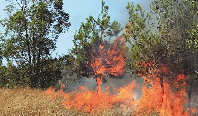 Gaza terror kites spark 36 fires after Israel closes cargo crossing