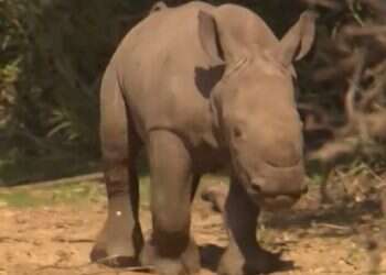 Young rhinoceros enjoys a sunny day at Israeli zoo