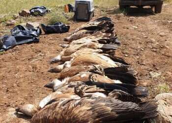 Nearly half of griffon vulture population in Golan killed in apparent poisoning