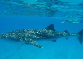 Shark spotted having a whale of a time near Eilat