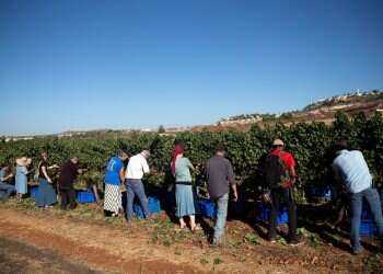 Christian evangelicals harvest grapes in settlement of Shilo