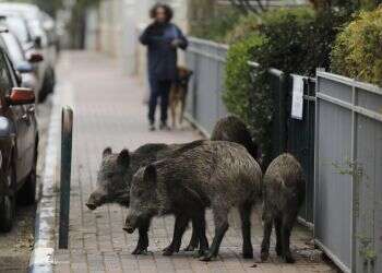 Boars go wild in Haifa as residents lament 'living in a jungle'