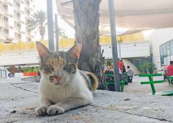 Israelis united in sympathy for cat after unprovoked brutality