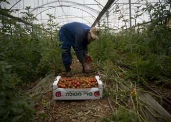 Israel, Palestinians defuse agricultural trade crisis