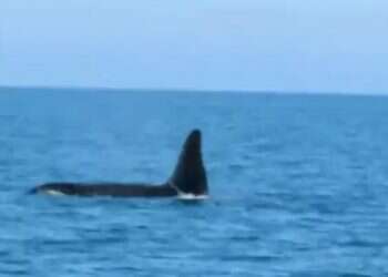 Rare killer whale spotted off Israel's northern coast