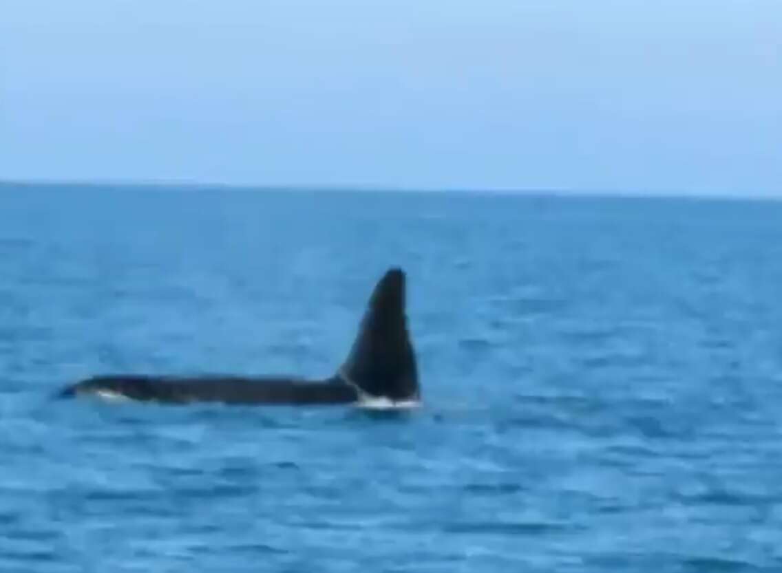 Rare killer whale spotted off Israel’s northern coast – www.israelhayom.com