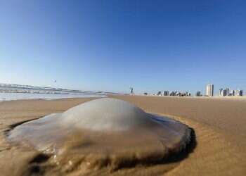 Israel's beaches are open, just in time for jellyfish season