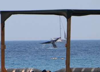 WATCH: Sperm whale and calf spotted off Israel's northern coast