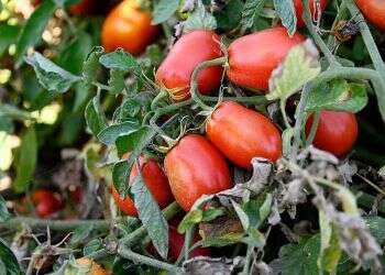 Hebrew U researchers develop tomato that fights degenerative diseases