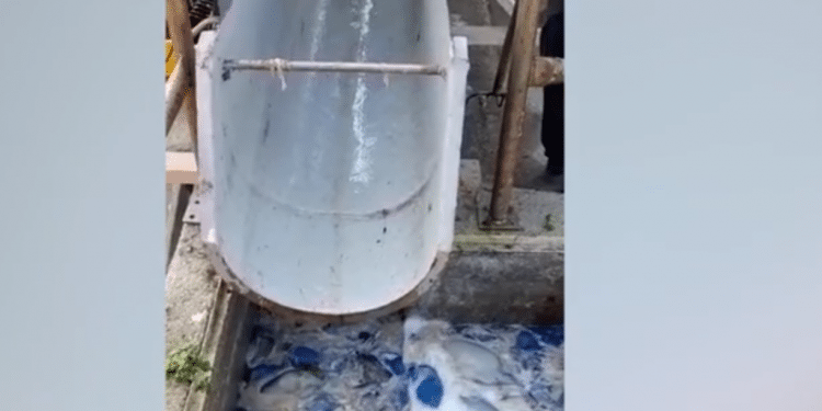 Watch: Thousands of jellyfish invade Israeli power plant