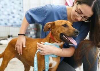 Good boy! Can dogs sniff out COVID carriers?  