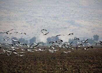 Flight delay: Crane migration arrives in Israel late