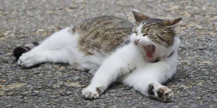 UK's chief mouser celebrates 10 years on the prowl