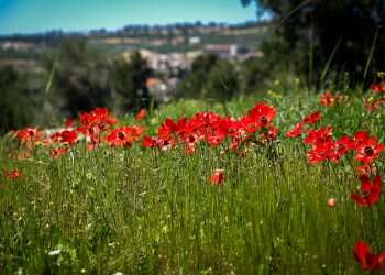 Weizmann Institute researchers: Hormones ebb and flow with seasons