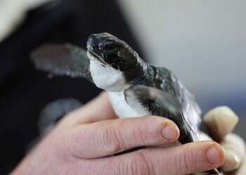 Mayo may be the secret solution for saving turtles in Israel's oil spill