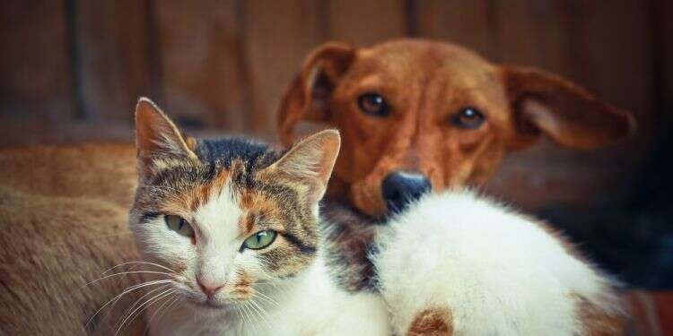 Fluffy and Fido can benefit from warm peace, too