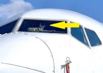 With skies closed, cat takes over cockpit of El Al 737