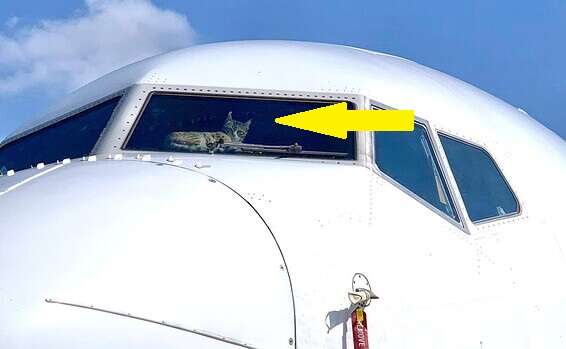 With skies closed cat takes over cockpit of El Al 737 www