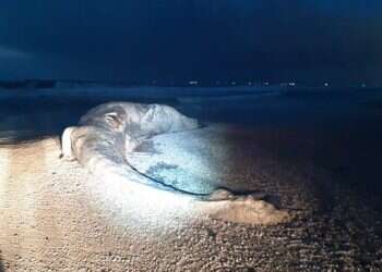 Dead whale washes up on Israel's southern coast
