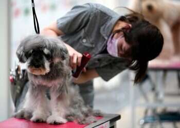 Hair stylist from Acre turns dog groomer due to COVID