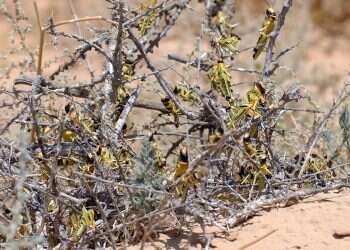 Spring brings swarm of locusts to southern Israel