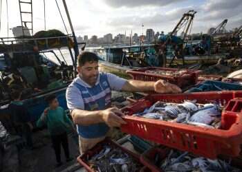 Gaza fishermen take to water again after ceasefire