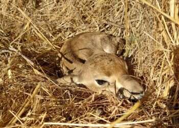 Mazal Tov! Jerusalem's Gazelle Valley welcomes new fawn to the world