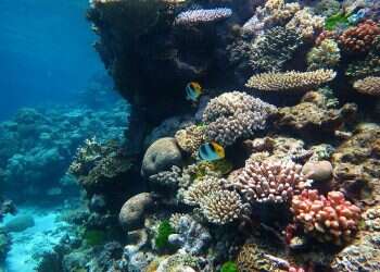 Australia fights UNESCO plan to downgrade Great Barrier Reef from World Heritage site