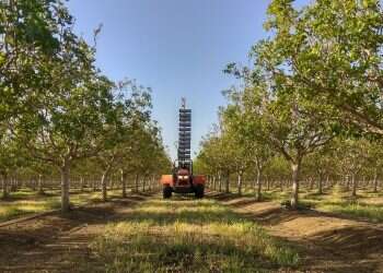 Olives, dates, pistachios: Agtech startup Edete expands pollination options