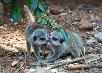 Momma meerkat welcomes quadruplets at Ramat Gan Safari