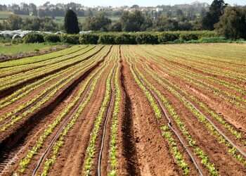 Israel, UAE ink first agricultural deals since Abraham Accords