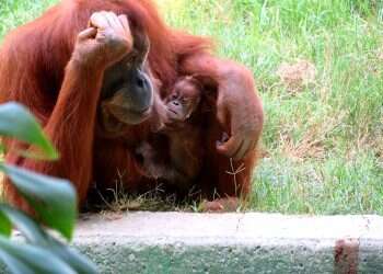 After 11 long years, Israelis elated by rare birth at zoo