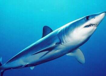 Rare shark attack recorded on Jordanian side of Gulf of Eilat