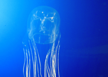 Israeli boy dies in Thailand after being stung by venomous jellyfish