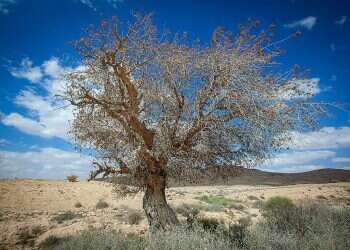 Desert-based Israeli, Moroccan universities expect to team up on sustainability