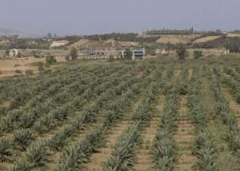 Israel signs deal with Jordan for agricultural imports during sabbatical year