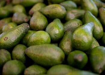 Israeli farming giant to grow avocados in Morocco