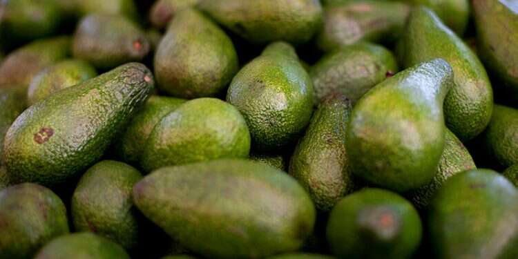 Israeli farming giant to grow avocados in Morocco – www.israelhayom.com