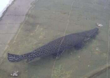 Later, alligator: Predatory fish spotted in shopping mall pond  