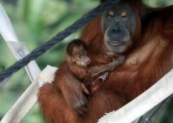 Japanese ambassador hails baby orangutan Tokyo as 'symbol of peace'