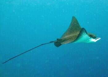 Rare endangered fish spotted near Eilat coral reef reserve