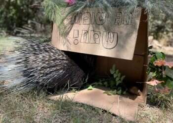 At Ramat Gan Safari, animals join in the Sukkot fun