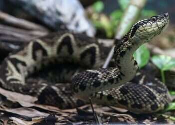 Is Brazilian viper venom the secret weapon we need in the COVID war?