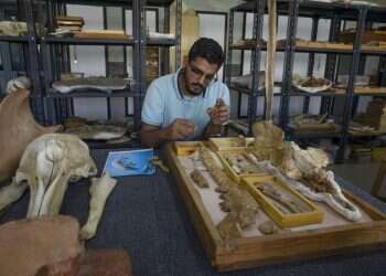 Land-roaming whale lived in modern-day Egypt 43 million years ago, researchers say