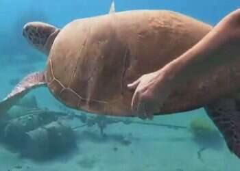 Caught on camera: Man tries to ride endangered sea turtle in Eilat