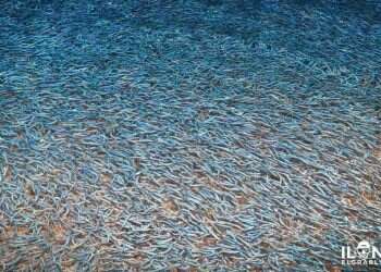 Thousands of Sardines arrive at coast of Eilat