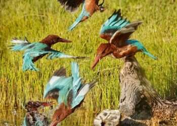 Israel's kingfishers get their winter outfits ready