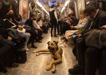 Meet the dog that has become Istanbul commuters' best friend