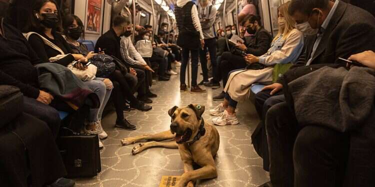 Meet the dog that has become Istanbul commuters' best friend