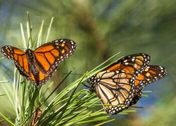 Monarch butterflies returning to California after record low count